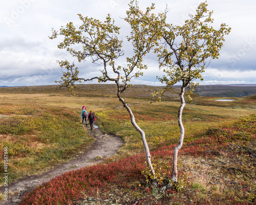 View of a green tree against people hiking with backpacks in an open field in Norway photo