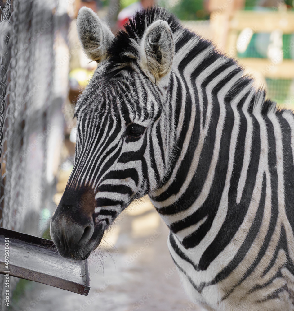 Naklejka premium Zebra in the zoo, portrait by the hedge.