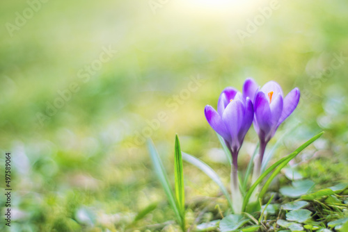 Zwei Krokusse blühen morgens im Frühling © photobars