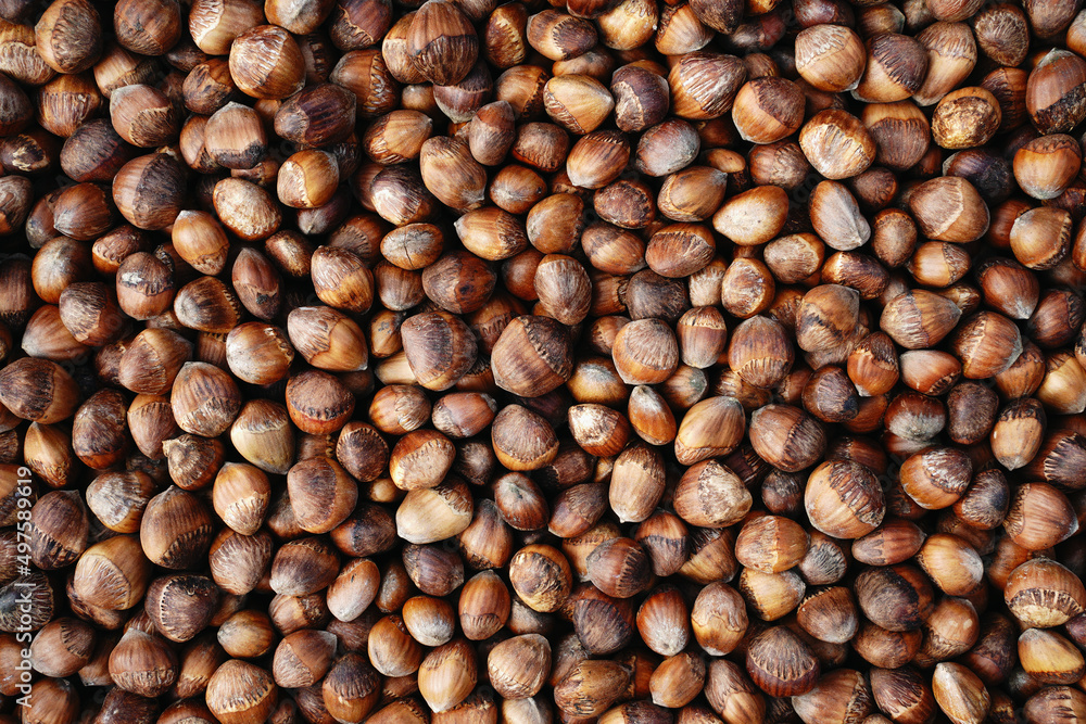 Hazelnuts in shell. Background of nuts, food texture. Сoncept of autumn harvest, gifts of nature. Hazelnuts in shell. Background of nuts, food texture. Сoncept of autumn harvest, gifts of nature.