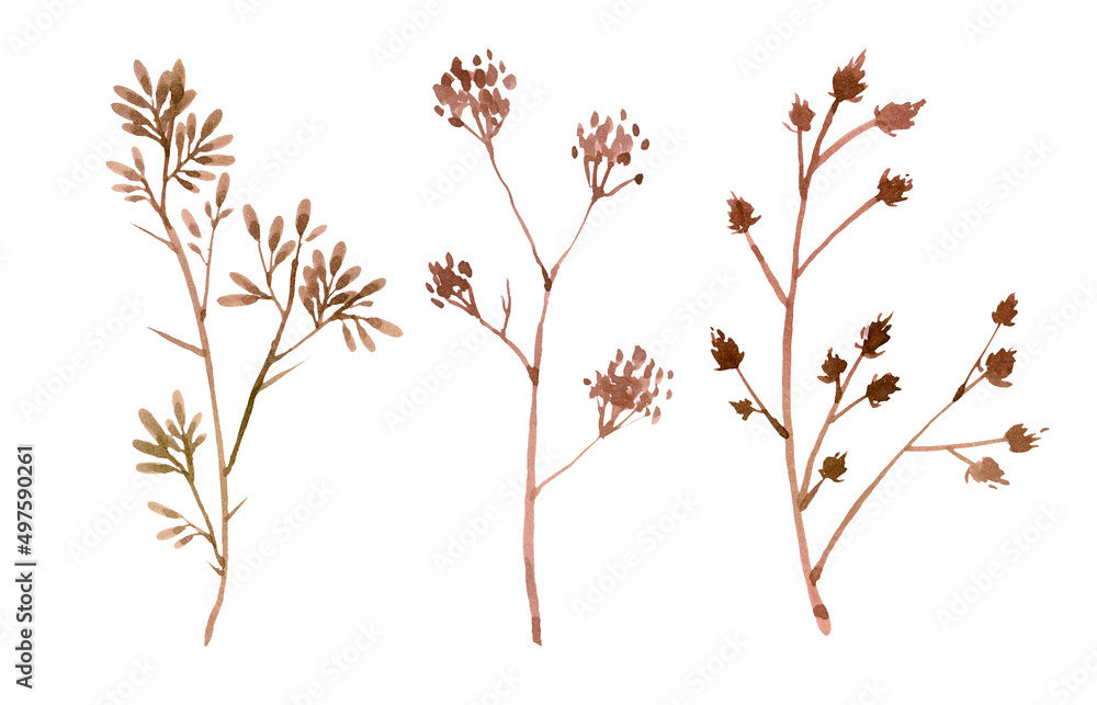 Fototapeta premium Set of wild dry pressed flowers and leaves, isolated