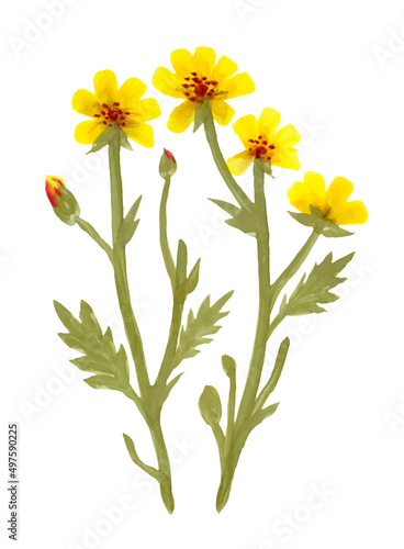 Yellow watercolor Flowers on White background