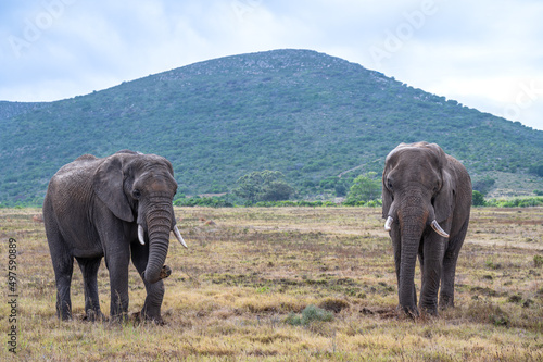 Elephants in natural habitat in South Africa.