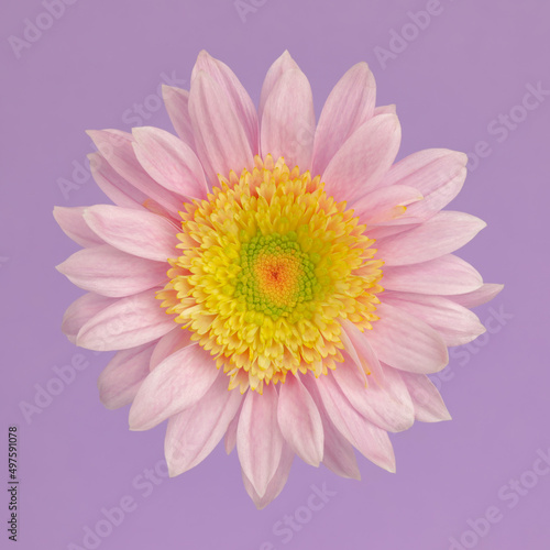 Single blooming flower in soft pastel pink and purple colors.