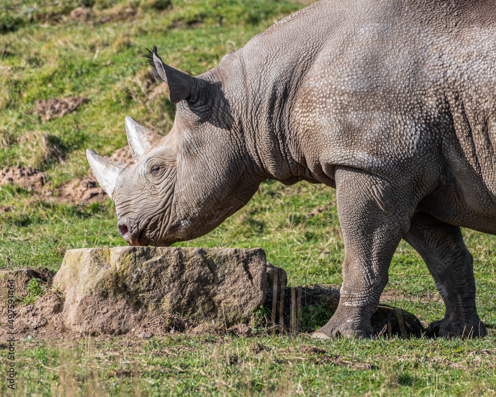 Obraz premium White Rhinoceros Walking on Grass