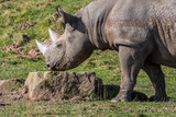 White Rhinoceros Walking on Grass