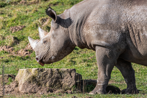 White Rhinoceros Walking on Grass