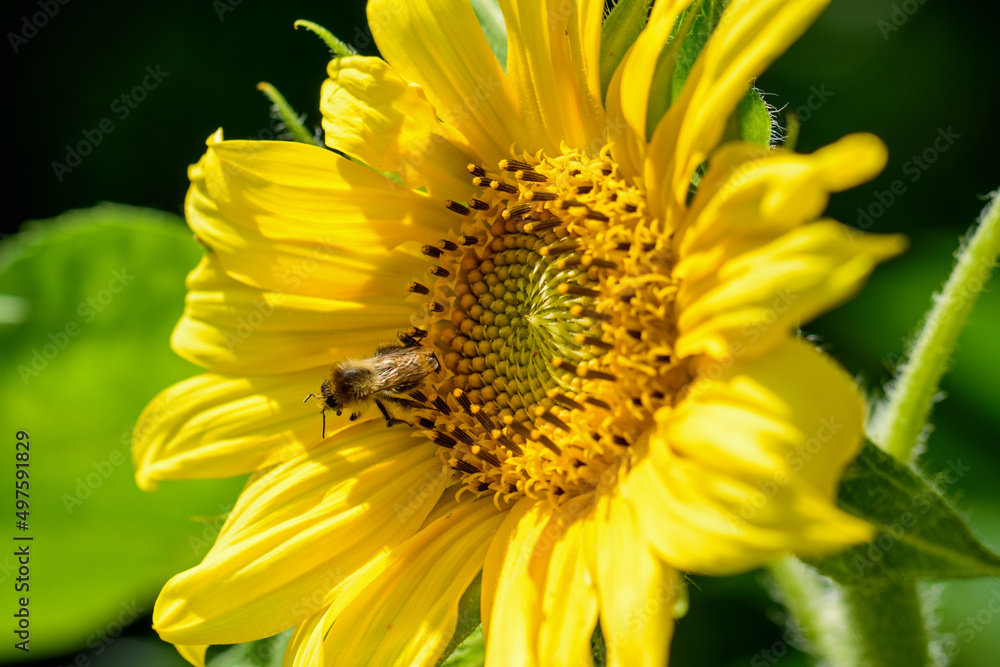 Leuchtend gelbe Sonnenblume, Helianthus annuus blüht in meinem Garten. Sie ist reich an Pollen und Nektar so das Bienen und andere Insektenmsie gerne aufsuchen. Leuchtend gelbe Sonnenblume, Helianthus annuus blüht in meinem Garten. Sie ist reich an Pollen und Nektar so das Bienen und andere Insektenmsie gerne aufsuchen.