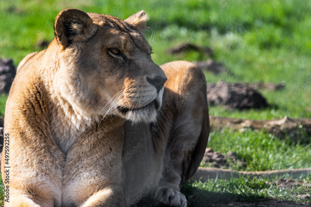 Female Lion Resting on the Ground Female Lion Resting on the Ground