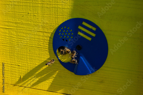 Honey bees at the entrance in yellow blue beehive. Ukraine photo