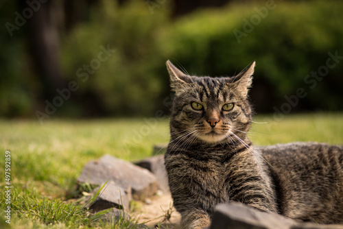 Wallpaper Mural A grey-brown tabby cat sits curiously and attentively on stones in the countryside and looks frontally. The cat listens with its funny twisted ears. European shorthair cat is watching the garden. Torontodigital.ca