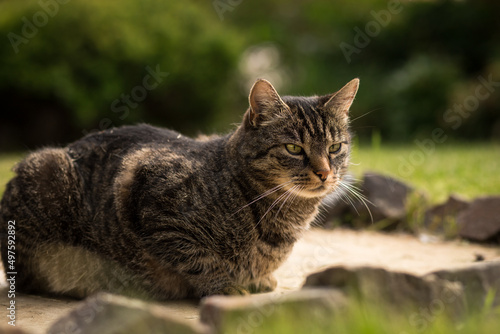 A gray-brown tabby cat sits curiously and attentively on stones in the grass and looks to the right. Mild summer day. Tabby cat in the garden.