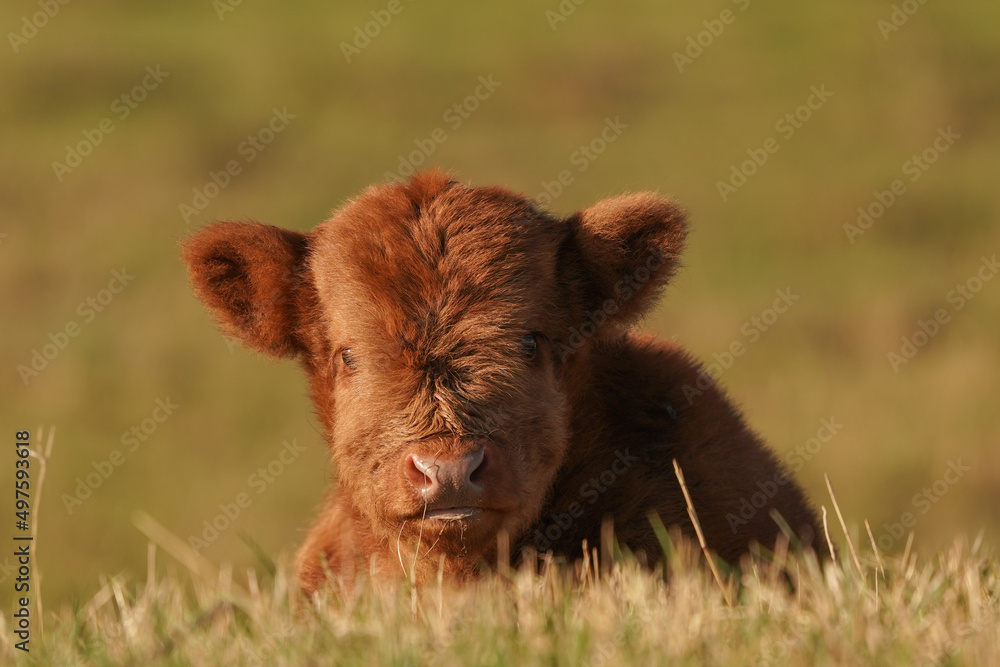 Newborn calf of a Scottish Highlander of Scottish Highland Cow without an ear tag