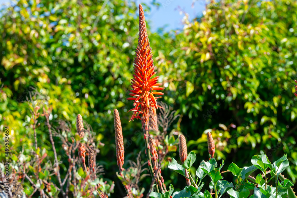 Colorful blossom of aloe vera plant on tropical island La Palma, Canary, Spain Colorful blossom of aloe vera plant on tropical island La Palma, Canary, Spain