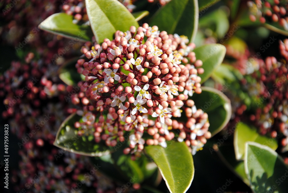 Close up of the pink buds and opening white flowers of Japanese skimmia ( Skimmia japonica), native to Japan, China, and Southeast Asia Close up of the pink buds and opening white flowers of Japanese skimmia ( Skimmia japonica), native to Japan, China, and Southeast Asia