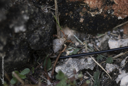 Closeup shot of Hobo spider