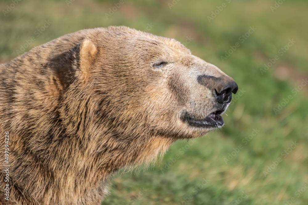 Fototapeta premium Polar Bear Close up Portrait