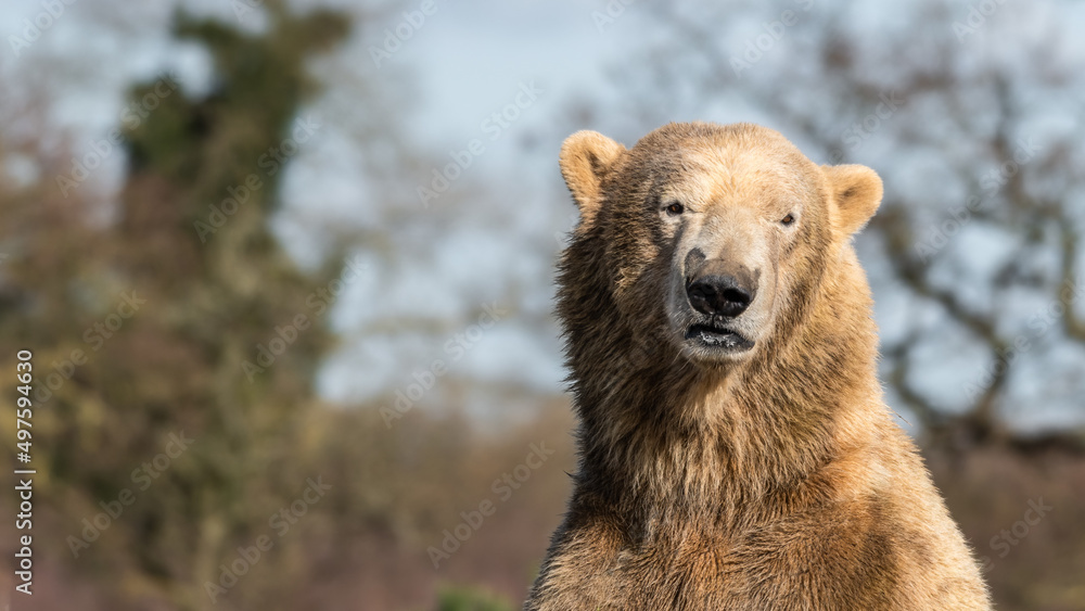 Obraz premium Polar Bear Standing Upright
