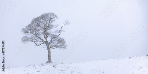 Snowy Tree