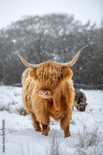 Highland Cow in The Snow
