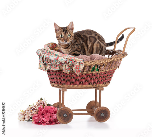 Portrait of a brown bengal cat in a small pram