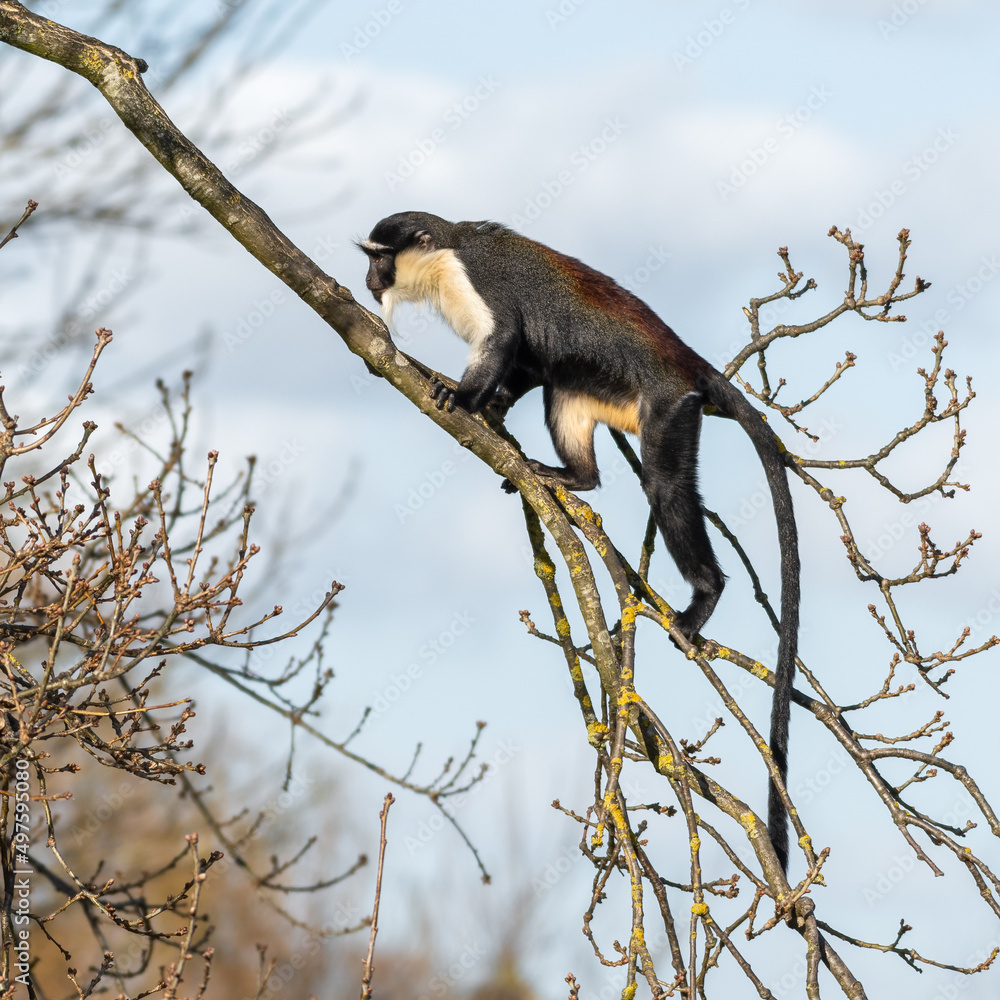 Obraz premium Roloway Monkey Climbing in a Tree