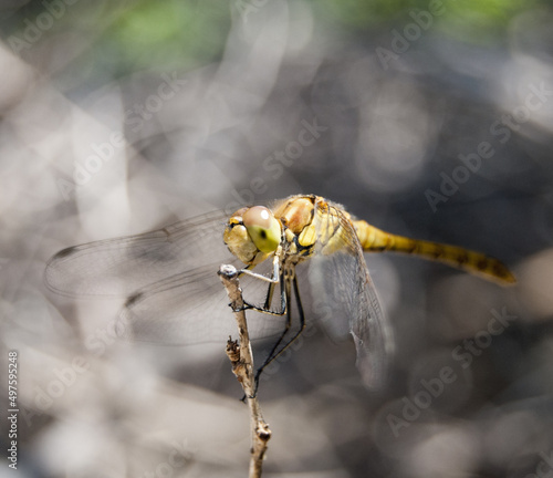 Closeup of a wild, tiny, yellow dragonfly on top of the thin branch photo