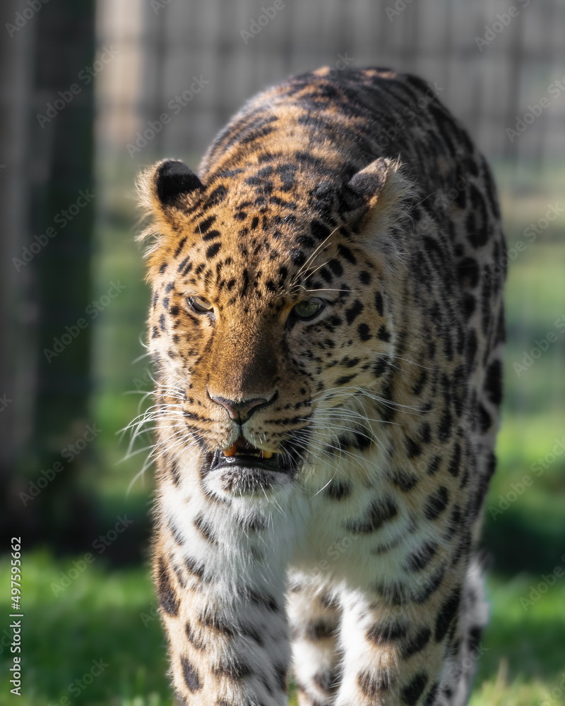 Amur Leopard Walking on Grass