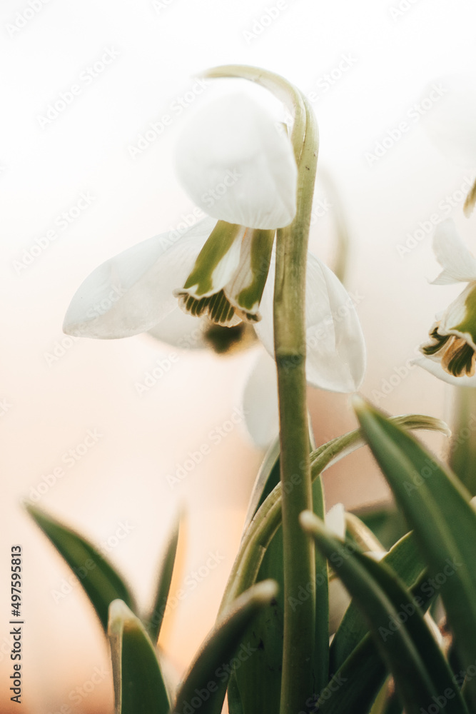 Fototapeta premium White Beautiful Snowdrop flowers in snow forest. Wallpaper natural background. First Galanthus nivalis blossom in spring sunset. Early springtime season. Wildflowers. Selective focus, blur, sunlight..