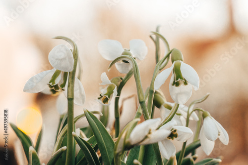 White Beautiful Snowdrop flowers in snow forest. Wallpaper natural background. First Galanthus nivalis blossom in spring sunset. Early springtime season. Wildflowers. Selective focus, blur, sunlight..