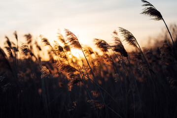 Poster Zwart Boho zonsondergang in de natuur  © KAMIL