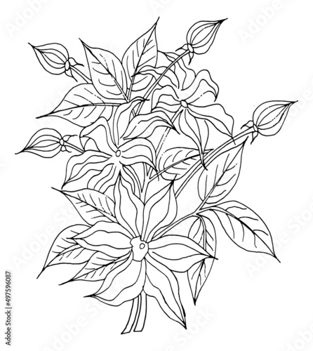 Hand-drawn  flowers and leaves are isolated on white. Tattoo design  coloring page  wedding decoration  monochrome vector line art a lovely floral creation in the style of the past