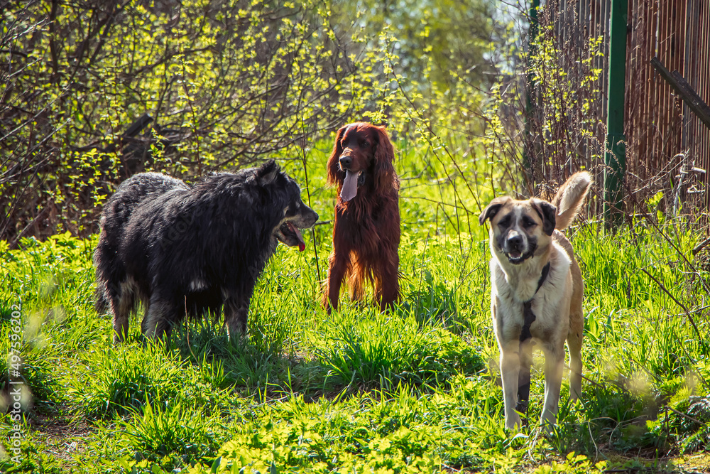 Fototapeta premium Three pets are playing in nature. Red, black and white dogs walk on spring grass. Countryside