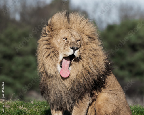 Adult Male Lion with Open Mouth