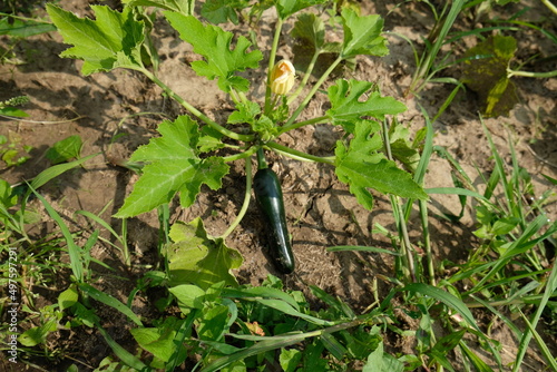 FU 2021-07-20 LoFeld 20 Im Beet wächst eine Zucchini