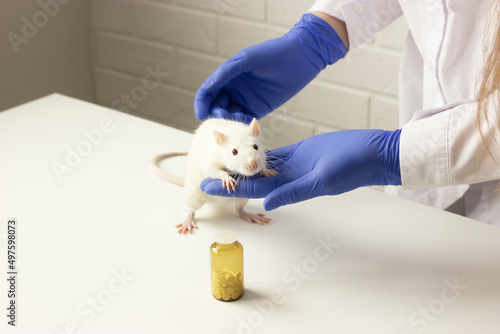 Scientist (vet) carries white lab rat on white table in laboratory. Dark brown bottle of pills (drugs) on foreground, medicine development, tests on animals. Horizontal plane. Veterinary. Treatment. photo
