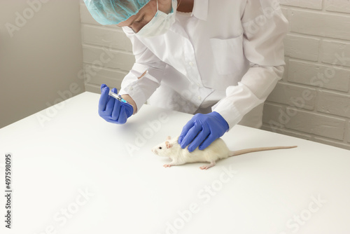 Scientist keeps white lab rat and makes injection of medicine, vaccine on white table in laboratory. Medicine development, researches, tests on animals. Horizontal plane,preventing medicine,veterinary photo