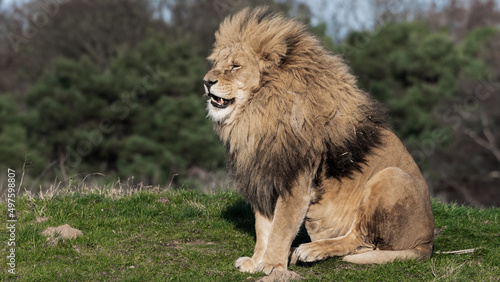 Adult Male Lion Sitting on the Ground