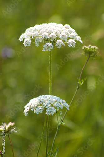 Closeup of wild carrot flowers with green blurred background photo