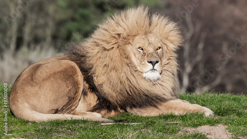 Fototapeta Naklejka Na Ścianę i Meble -  Adult Male Lion Resting on Grass