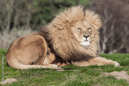 Fototapeta Naklejka Na Ścianę i Meble -  Adult Male Lion Resting on Grass