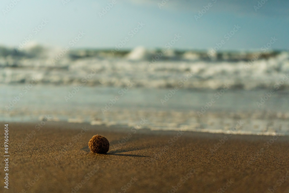 A sea ball (Aegagropila or Pillae marinae) on the sandy beach of Torraccia (or New Tower), in the municipality of San Vincenzo, province of Livorno, Tuscany, Italy. Symbol of loneliness. A sea ball (Aegagropila or Pillae marinae) on the sandy beach of Torraccia (or New Tower), in the municipality of San Vincenzo, province of Livorno, Tuscany, Italy. Symbol of loneliness.