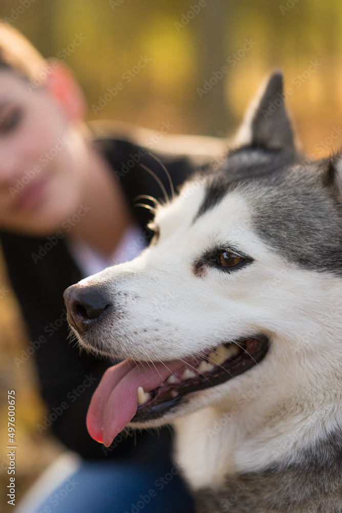 Young woman taking for a walk her siberian husky purebred dog on a sunny autumn day Young woman taking for a walk her siberian husky purebred dog on a sunny autumn day
