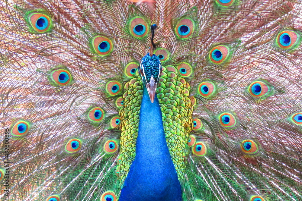 Obraz premium colorful peacock