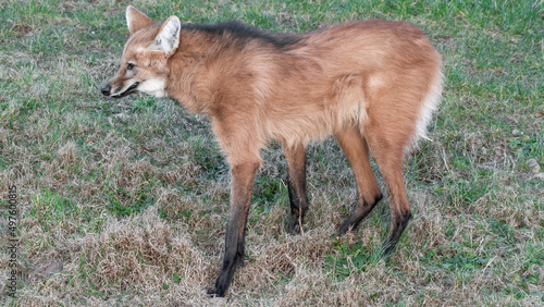 Maned Wolf Standing on Grass