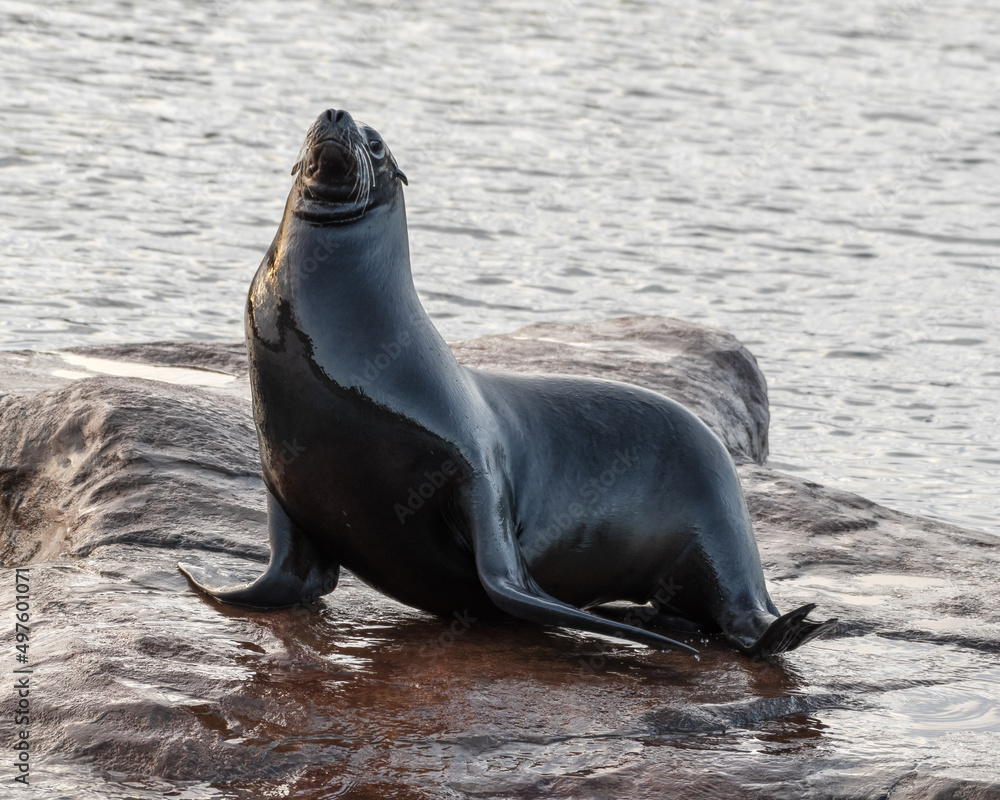Naklejka premium Californian Seal Standing on a Small Island