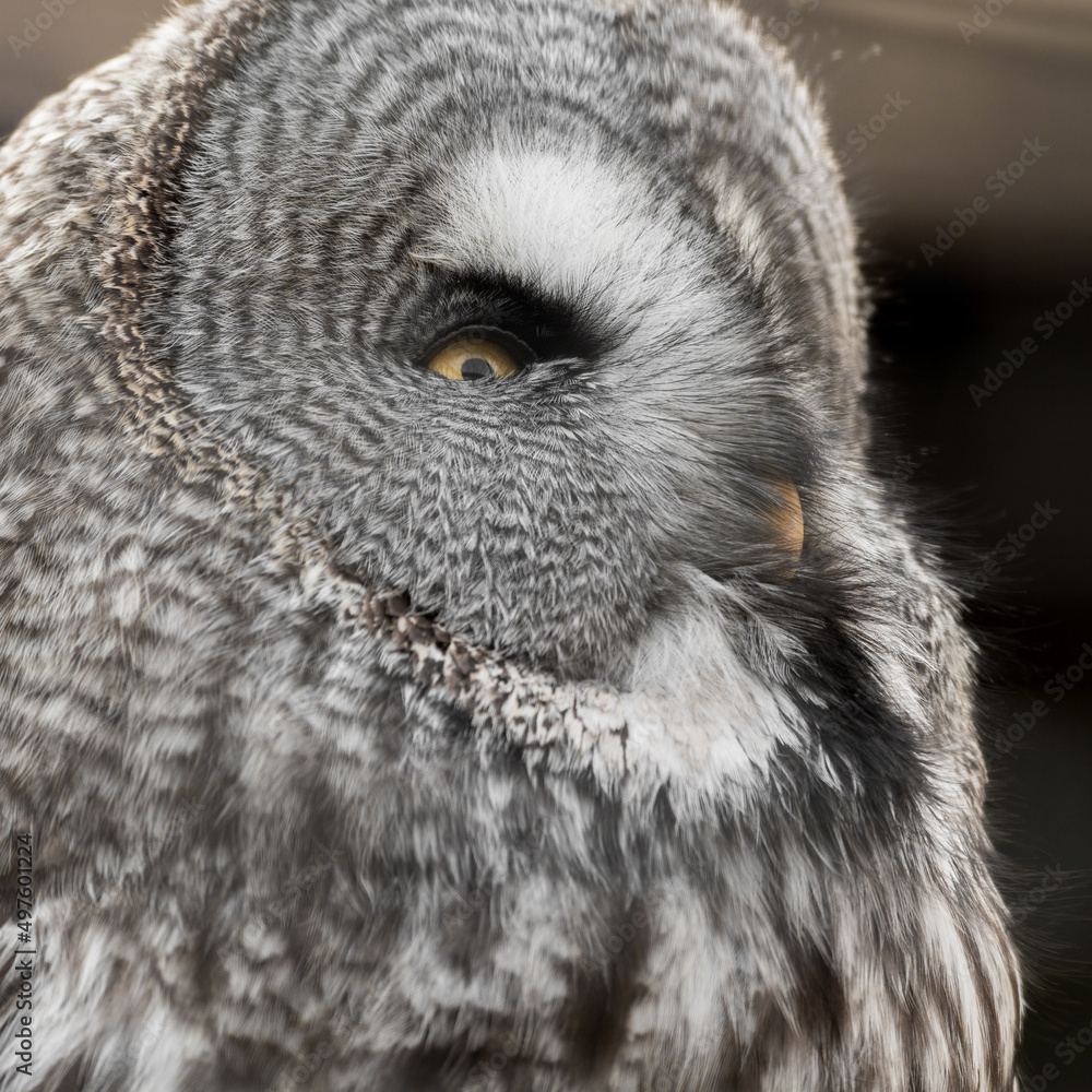 Obraz premium Extreme Close up Great Grey Owl