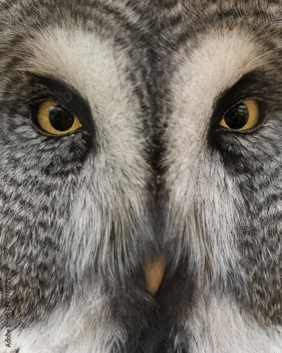 Extreme Close up Great Grey Owl © Ian