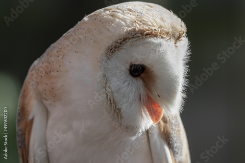 Close up Beautiful Barn Owl