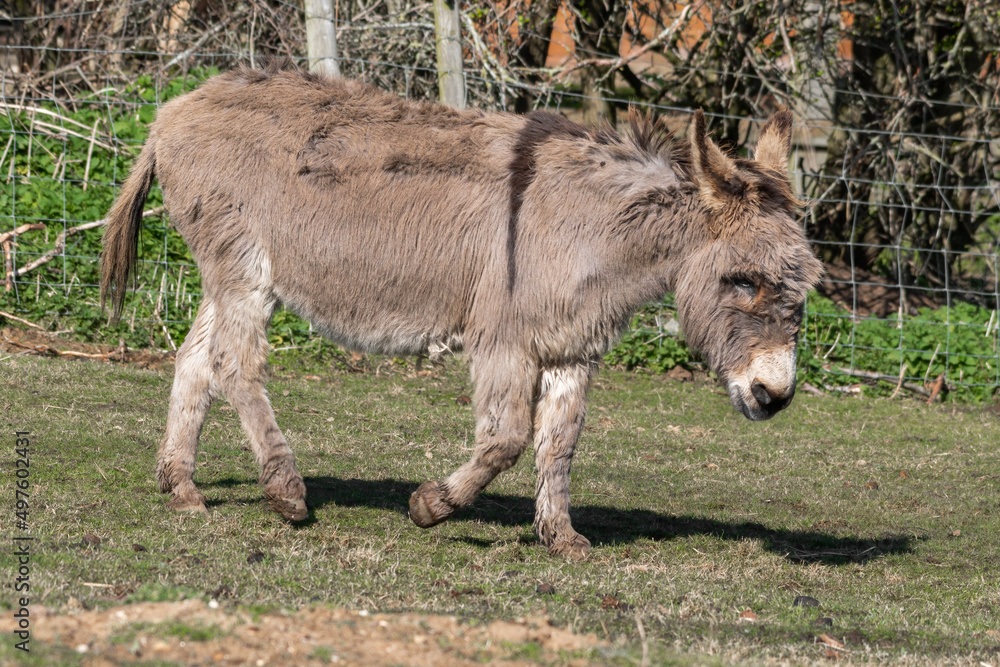 Light Brown Donkey Walking in a Field Light Brown Donkey Walking in a Field